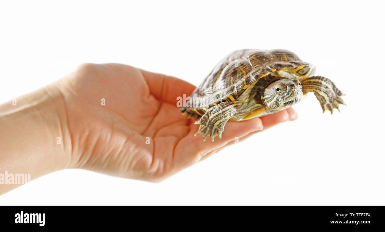 Turtle in woman hands isolated on white background Stock Photo - Alamy