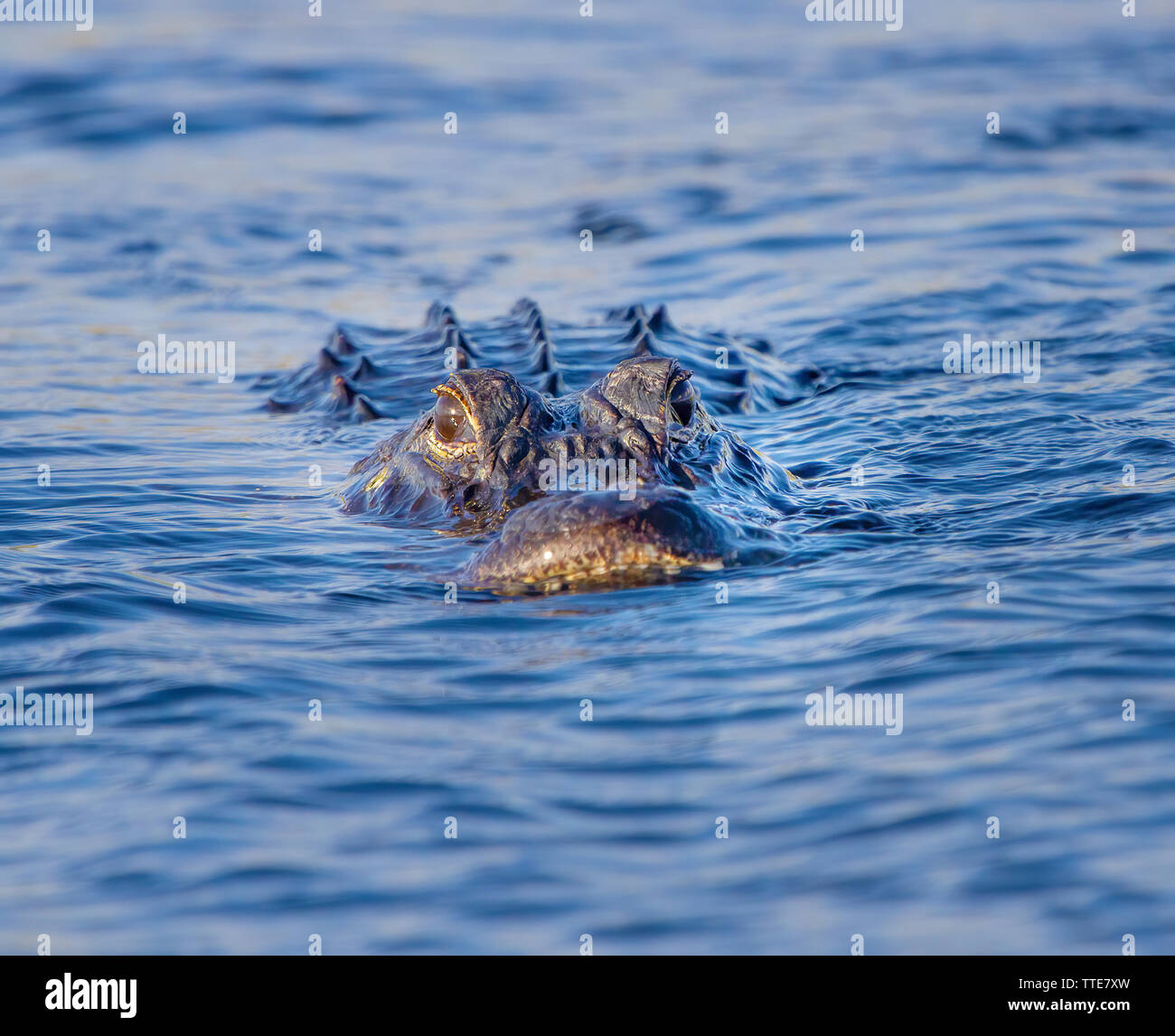 An American Alligator in the Florida Everglades. Alligators are fascinating creatures that have survived in some form or other since the dawn of time. Stock Photo