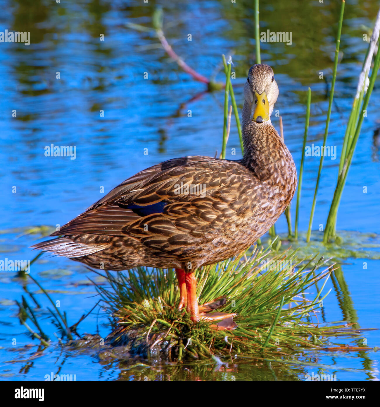 A Mottled Duck looks straight into the camera in the Florida Everglades. Stock Photo