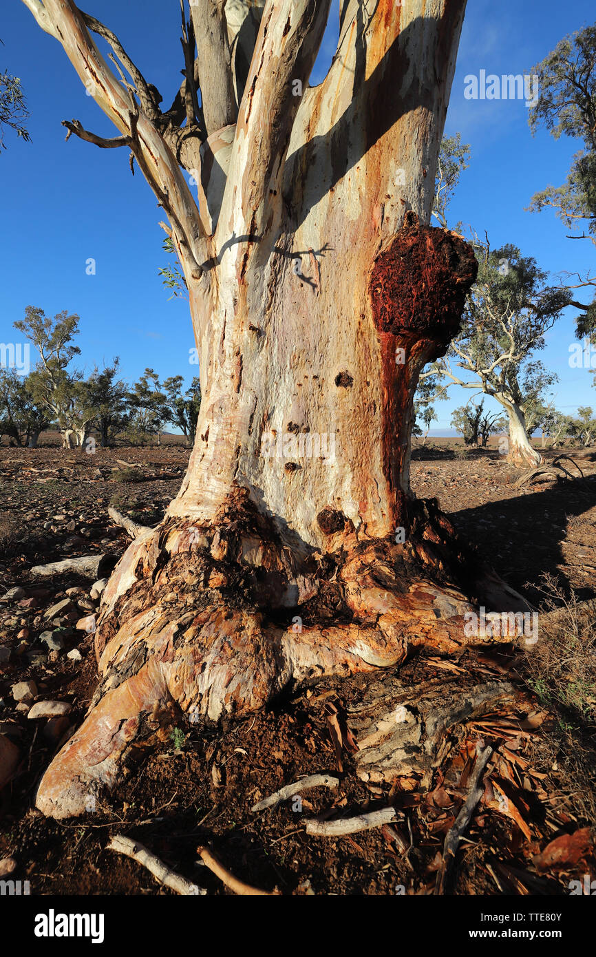 River Red Gum Eucalyptus camaldulensis Australia Stock Photo Alamy