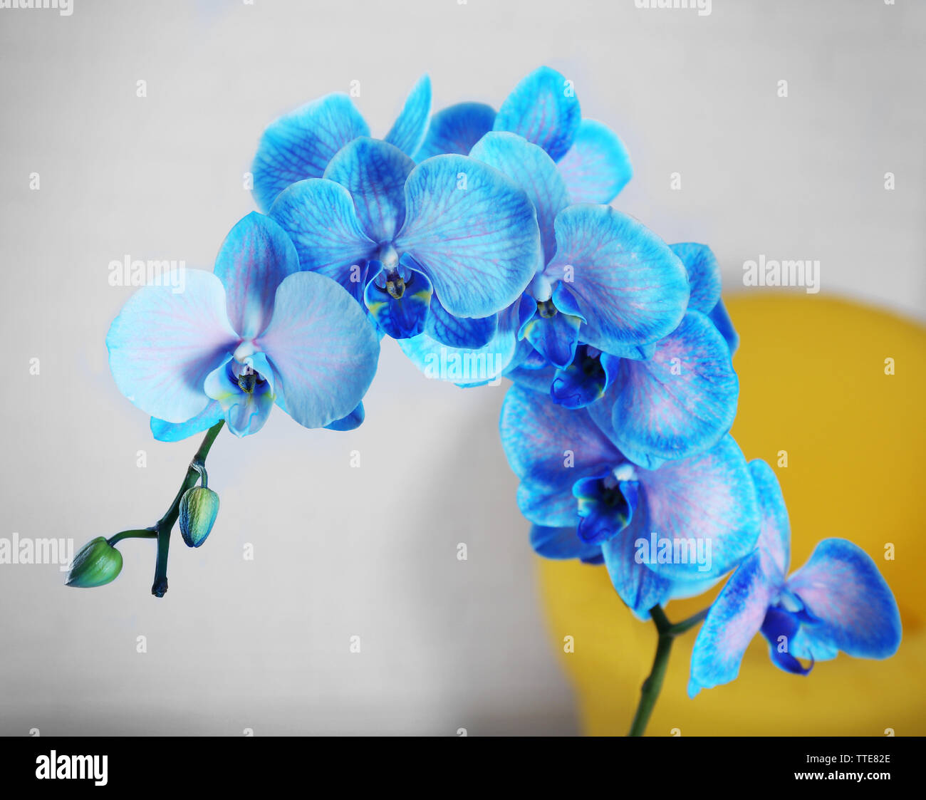 Beautiful Blue Orchid Flowers Close Up Stock Photo Alamy,Kitchen Cabinet Colors With Dark Wood Floors