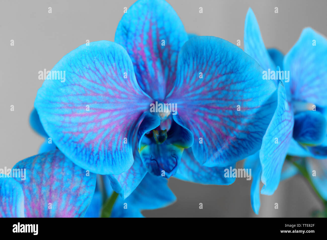 Beautiful Blue Orchid Flowers Close Up Stock Photo Alamy,Kitchen Cabinet Colors With Dark Wood Floors