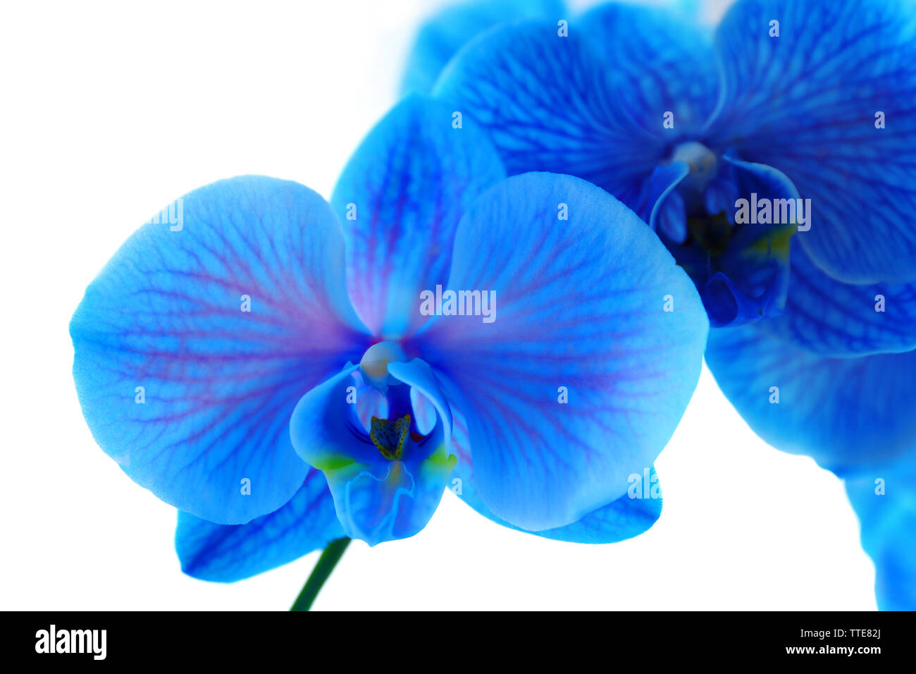 Beautiful blue orchid flower isolated on white background Stock Photo ...