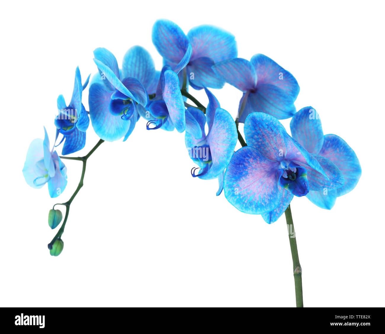 Diskant tendens Juice Beautiful blue orchid flower isolated on white background Stock Photo -  Alamy