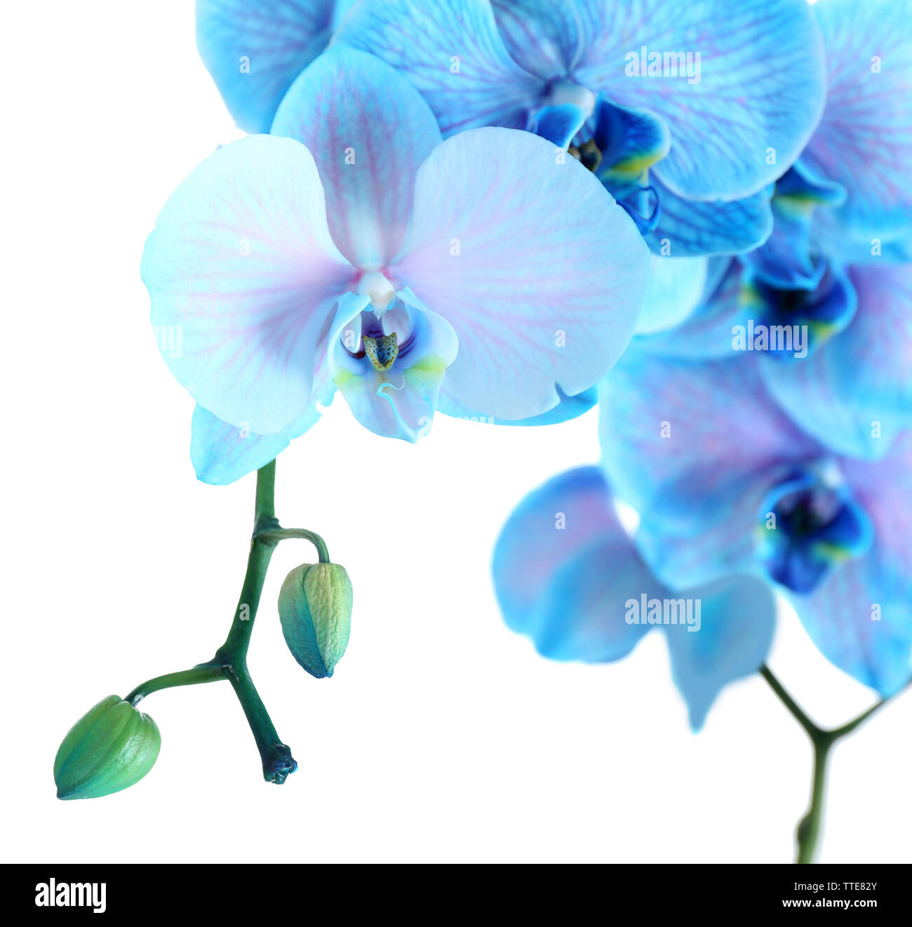 Beautiful blue orchid flower isolated on white background Stock Photo ...