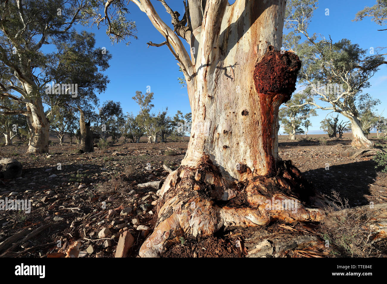 River Red Gum Eucalyptus camaldulensis Australia Stock Photo Alamy