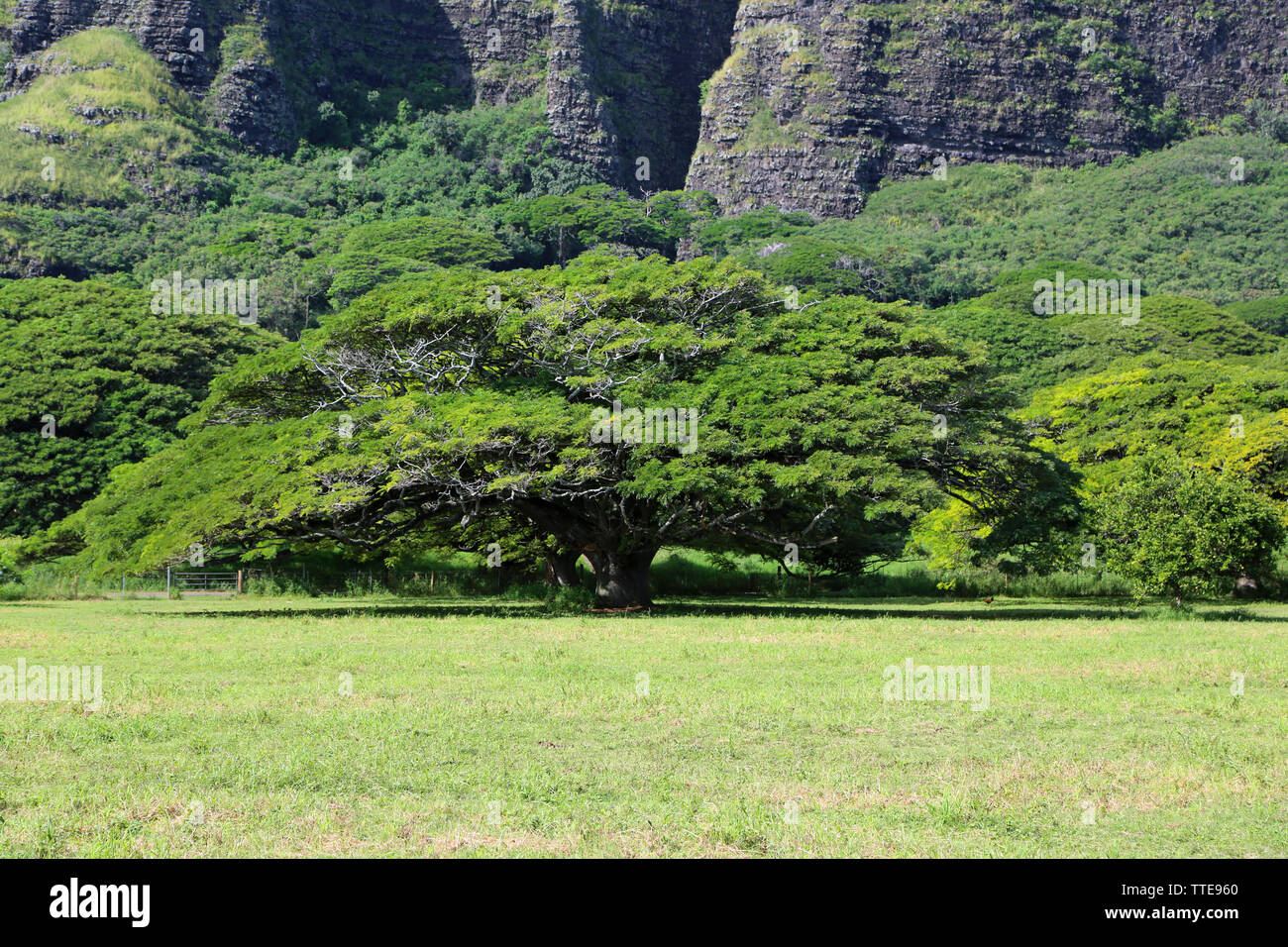 Monkeypod tree hires stock photography and images Alamy