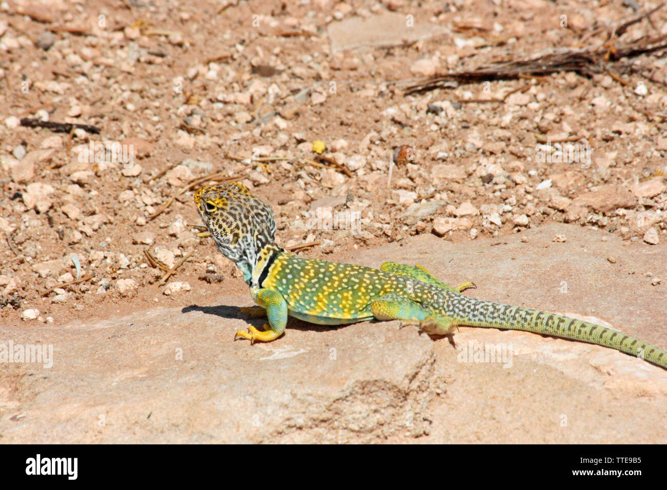 Eastern Collared Lizard Arizona Stock Photo Alamy