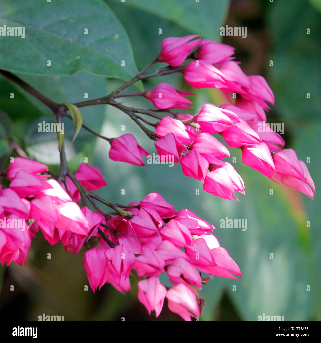 Beautiful Pink Flower Coral Vine Or Mexican Creeper Stock Photo Alamy