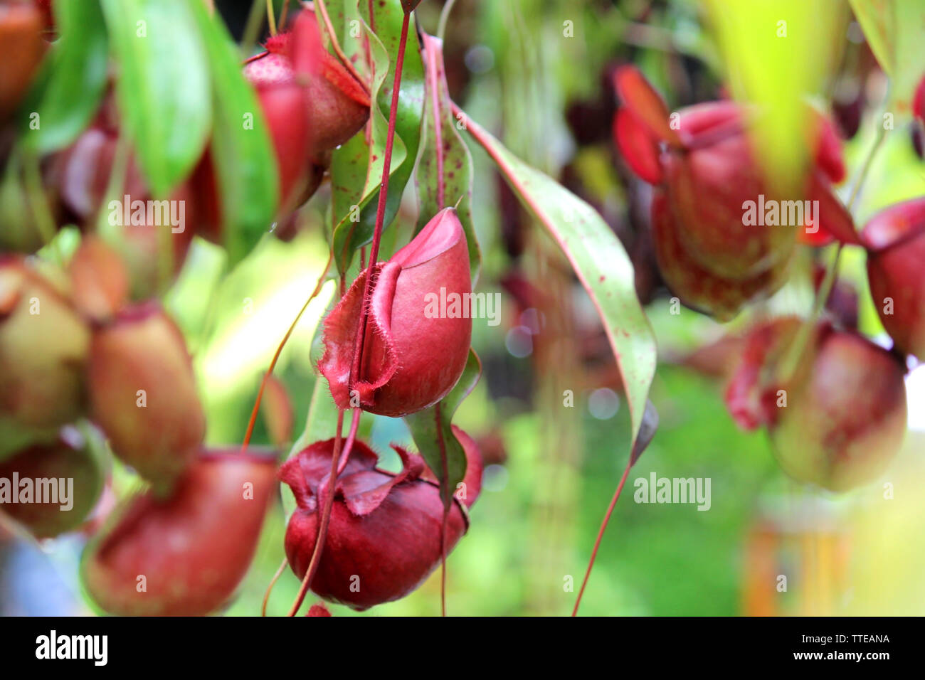 nepenthes flower or monkey pitcher plant, insect-eating flowers Stock ...