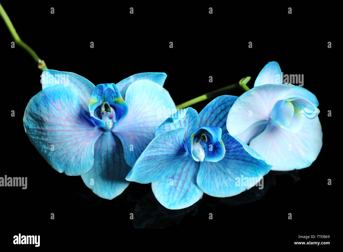 Beautiful blue orchid flowers hi-res stock photography and images - Alamy