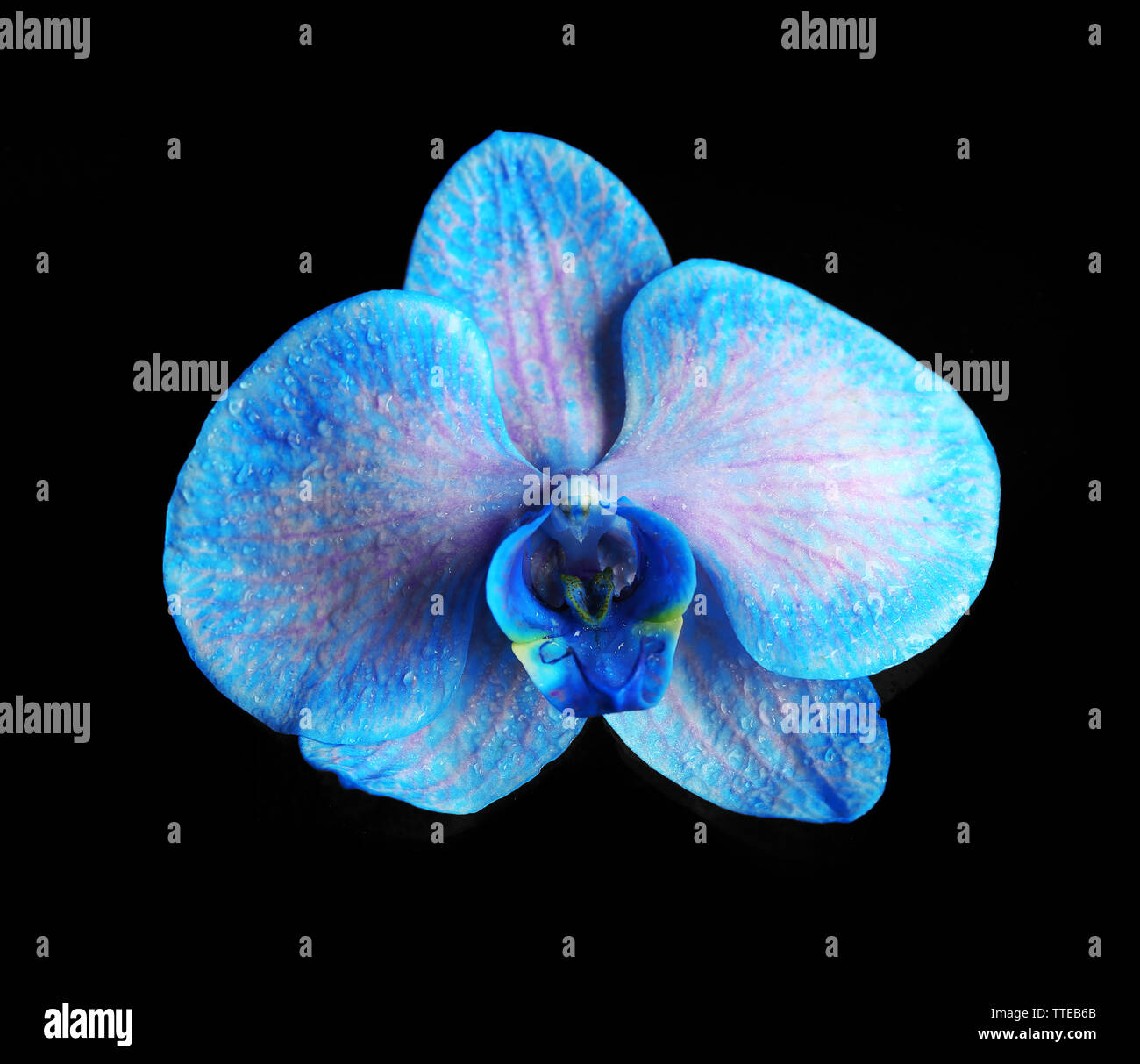 Blue orchid hires stock photography and images Alamy