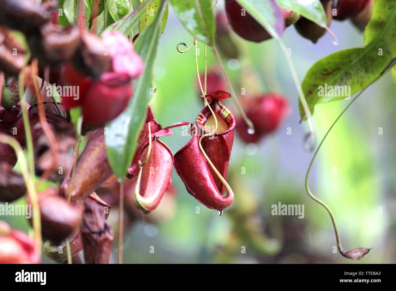 nepenthes flower or monkey pitcher plant, insecteating flowers Stock