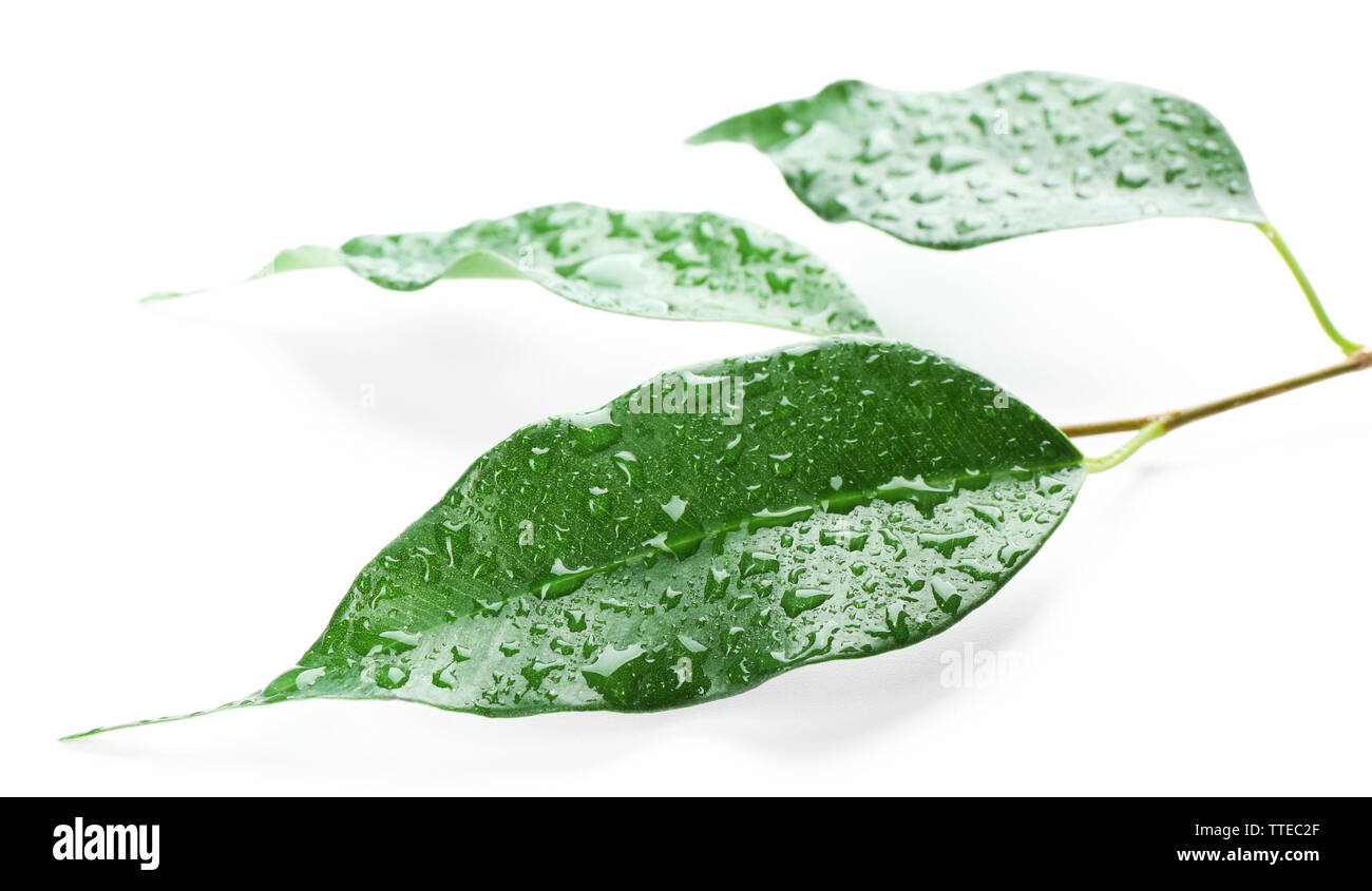 Green leaf with water drops isolated on white Stock Photo - Alamy