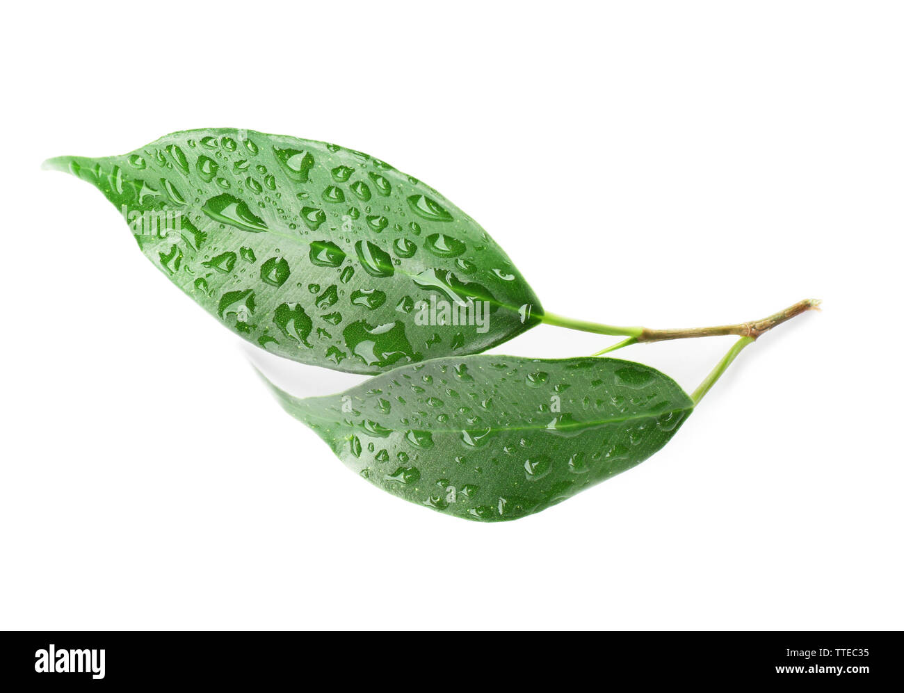 Green leaf with water drops isolated on white Stock Photo