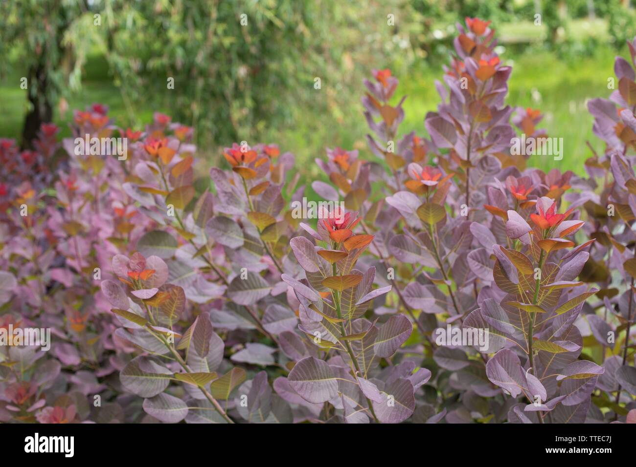 Smoke Bush 'Cotinus coggygria' Stock Photo - Alamy