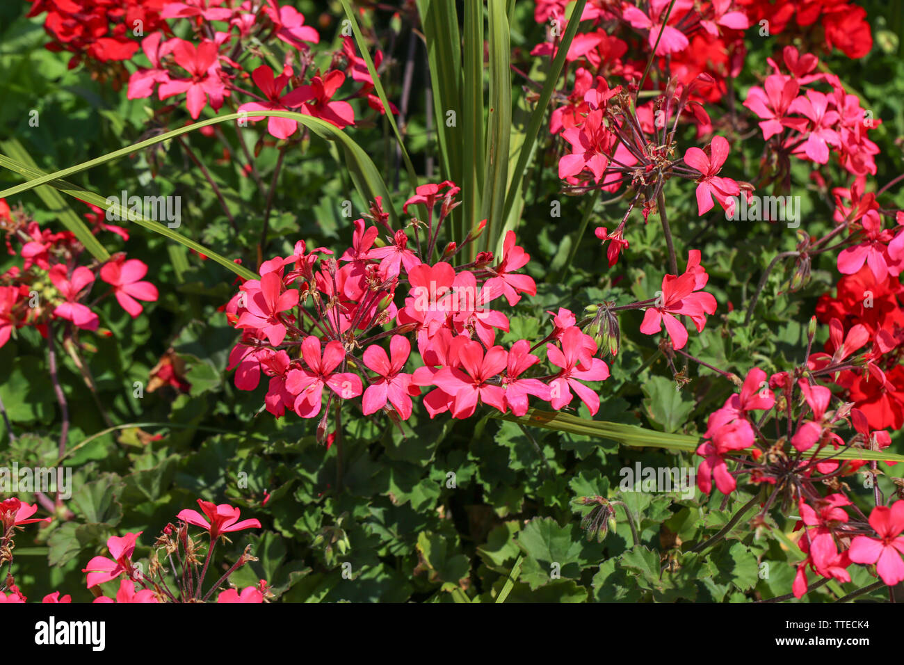 Beautiful flowers blooming hi-res stock photography and images - Alamy