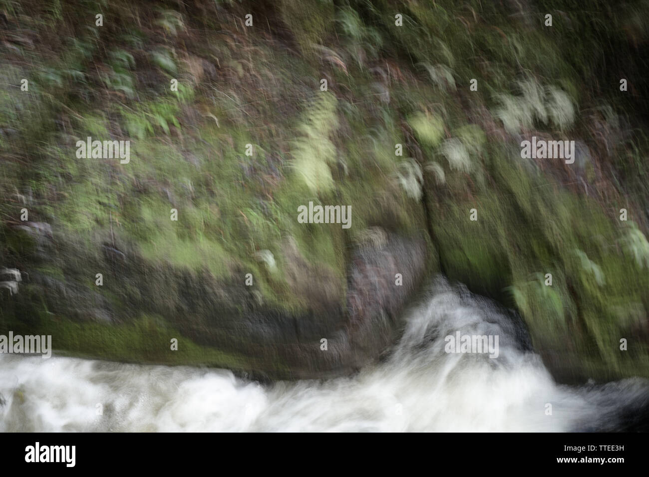 Deliberate camera movement to create artist impression of natural environment. Stock Photo