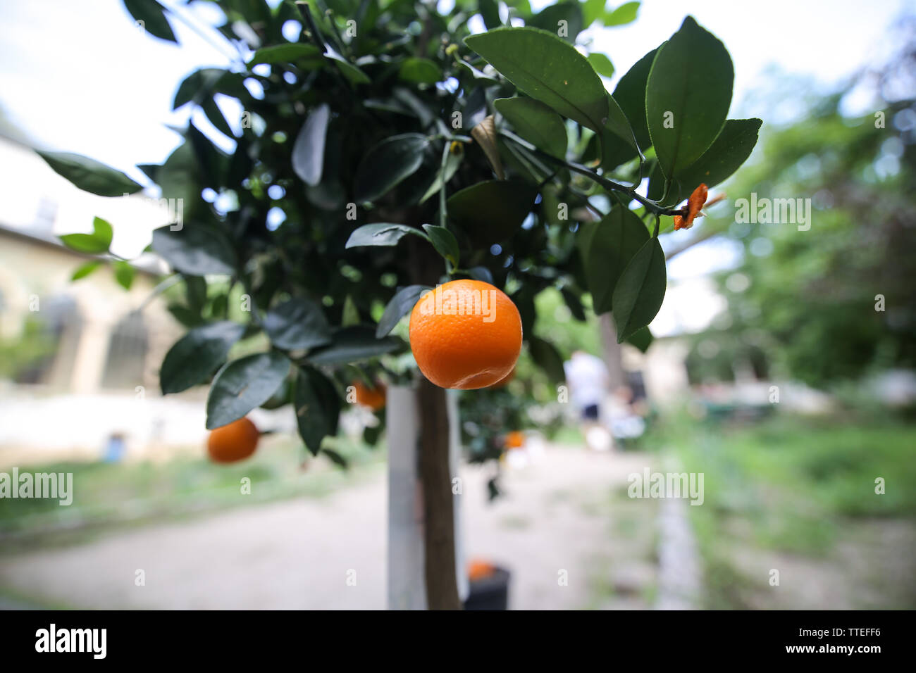 Tangerine mandarin orange tree with fruits growing in a big plastic