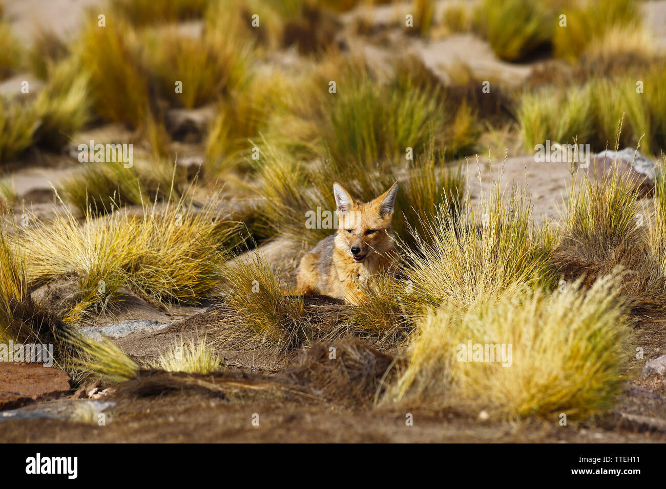 South American fox, called zorro in Spanish, lives in the desert highlands  of northern Chile Stock Photo - Alamy