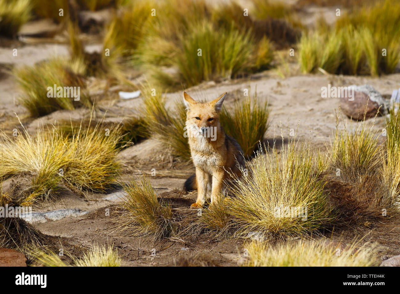 South American fox, called zorro in Spanish, lives in the desert highlands of northern Chile Stock Photo - Alamy South American fox, called zorro in Spanish, lives in the desert highlands of northern Chile Stock Photo - Alamy