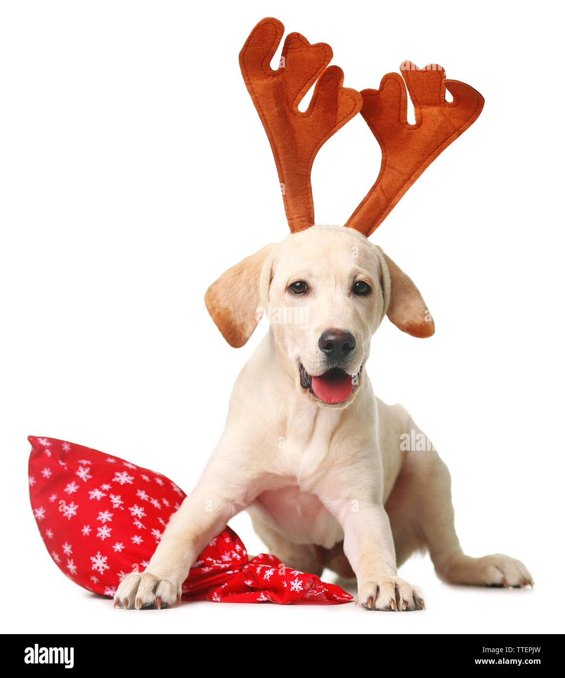 Beautiful Labrador retriever with Santa bag isolated on white ...
