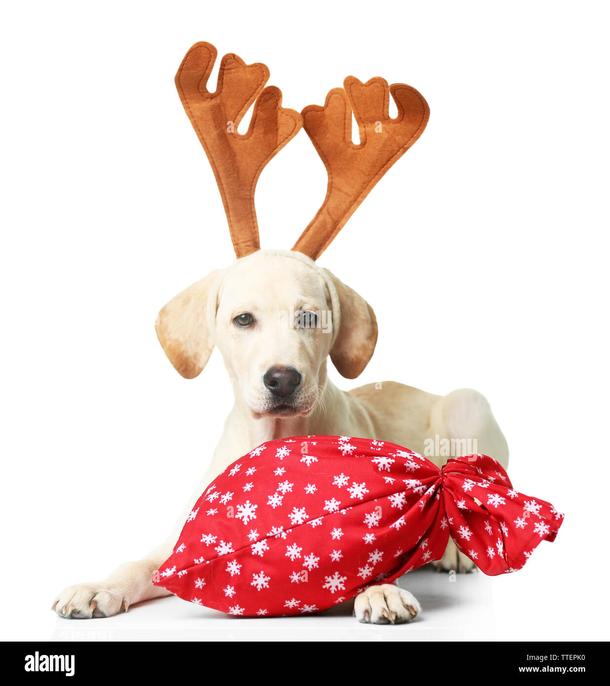 Beautiful Labrador retriever with Santa bag isolated on white ...