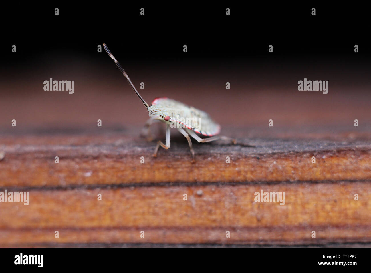 Bug evolution hi-res stock photography and images - Alamy