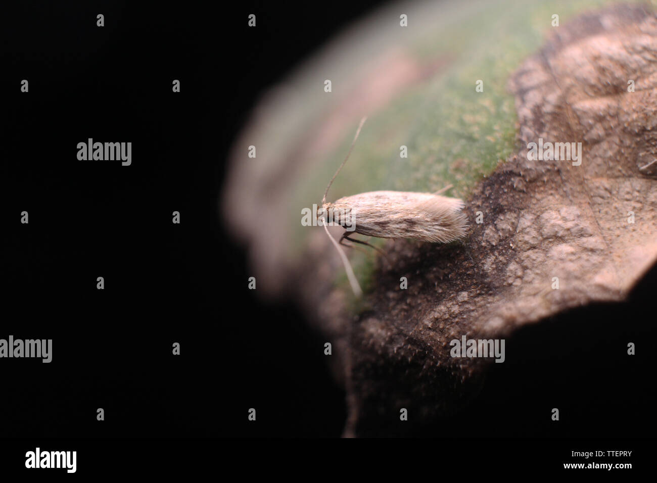 Tiny moth hi-res stock photography and images - Alamy