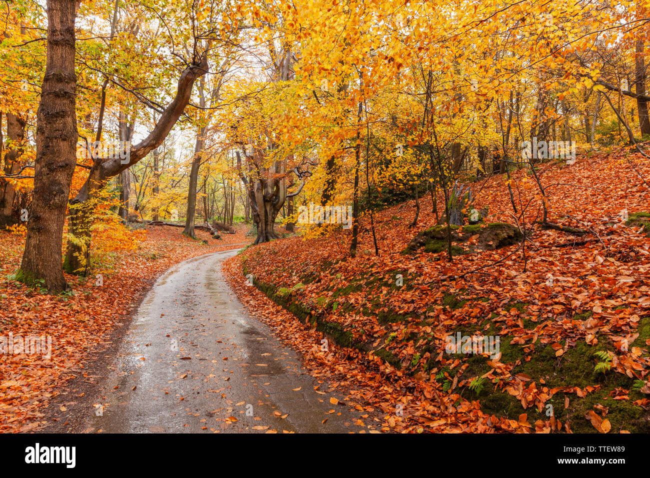 Stunning autumn woodland scene with a rural land winding through the forest. A carpet of golden falling leaves everywhere Stock Photo