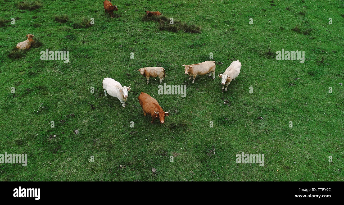 Black cowboys cattle herding hi-res stock photography and images - Alamy
