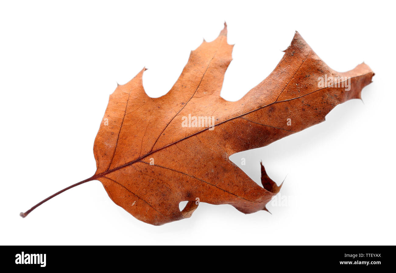Dry leaf, isolated on white Stock Photo Alamy