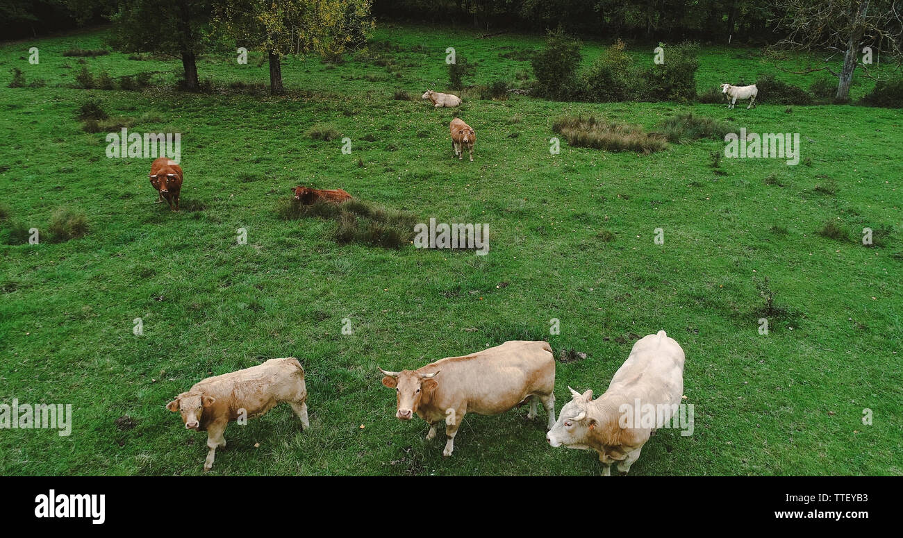 Black cowboys cattle herding hi-res stock photography and images - Alamy