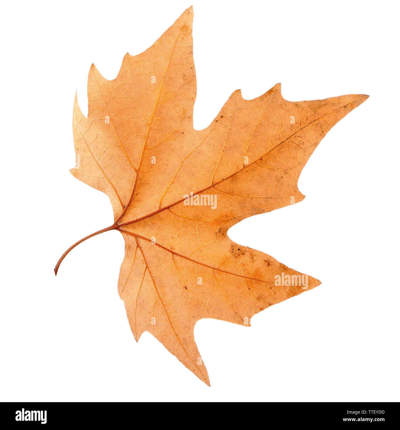 Dry maple leaf on white background Stock Photo - Alamy