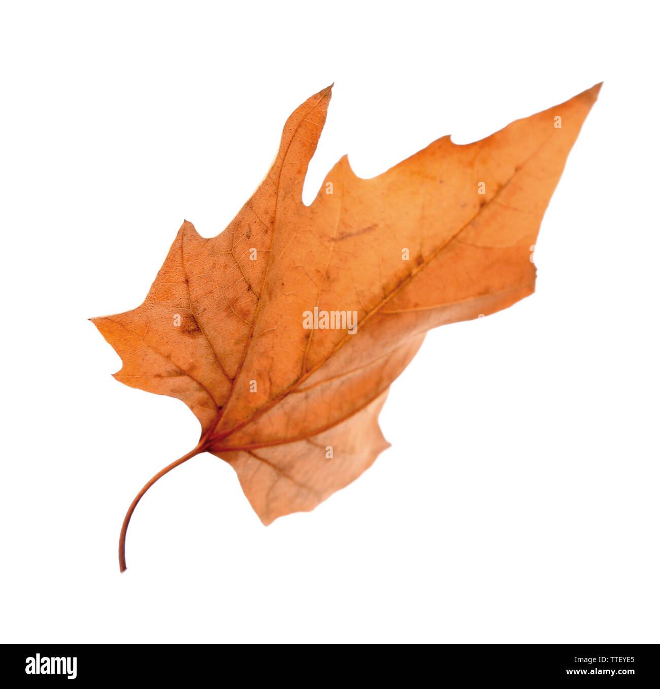 Dry maple leaf on white background Stock Photo - Alamy