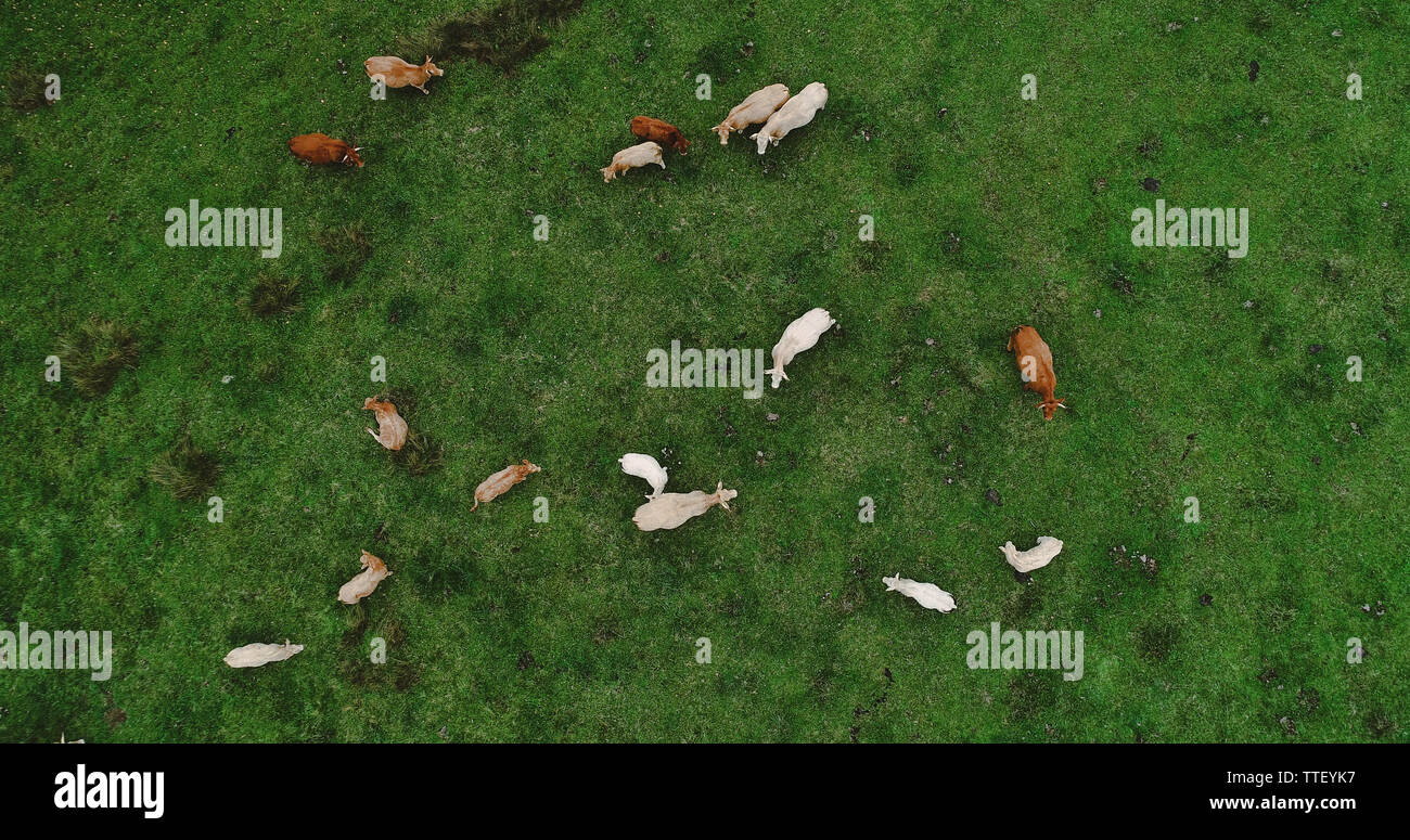 herd of cows in a meadow Stock Photo - Alamy