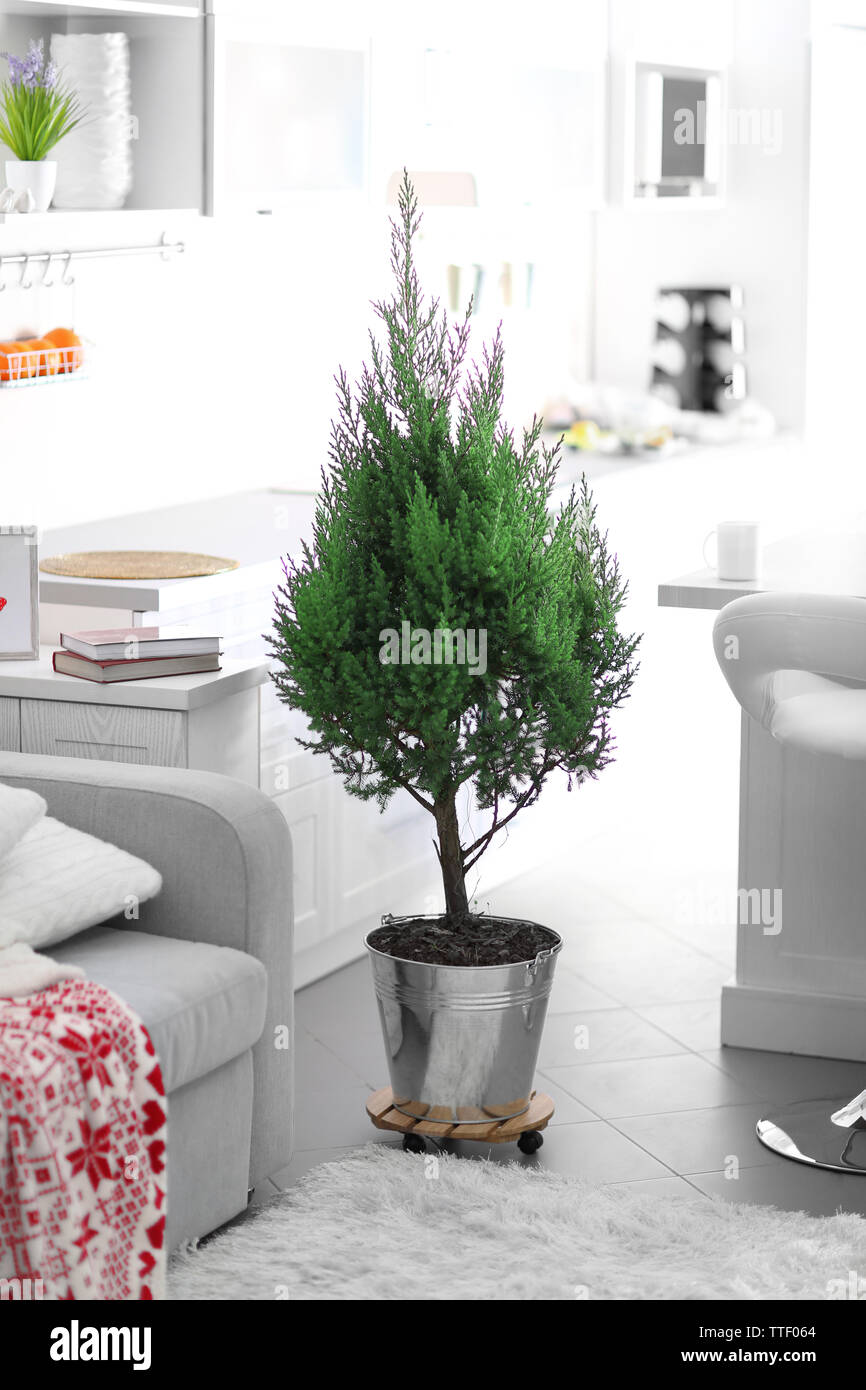 Living room interior with grey sofa and green tree Stock Photo - Alamy