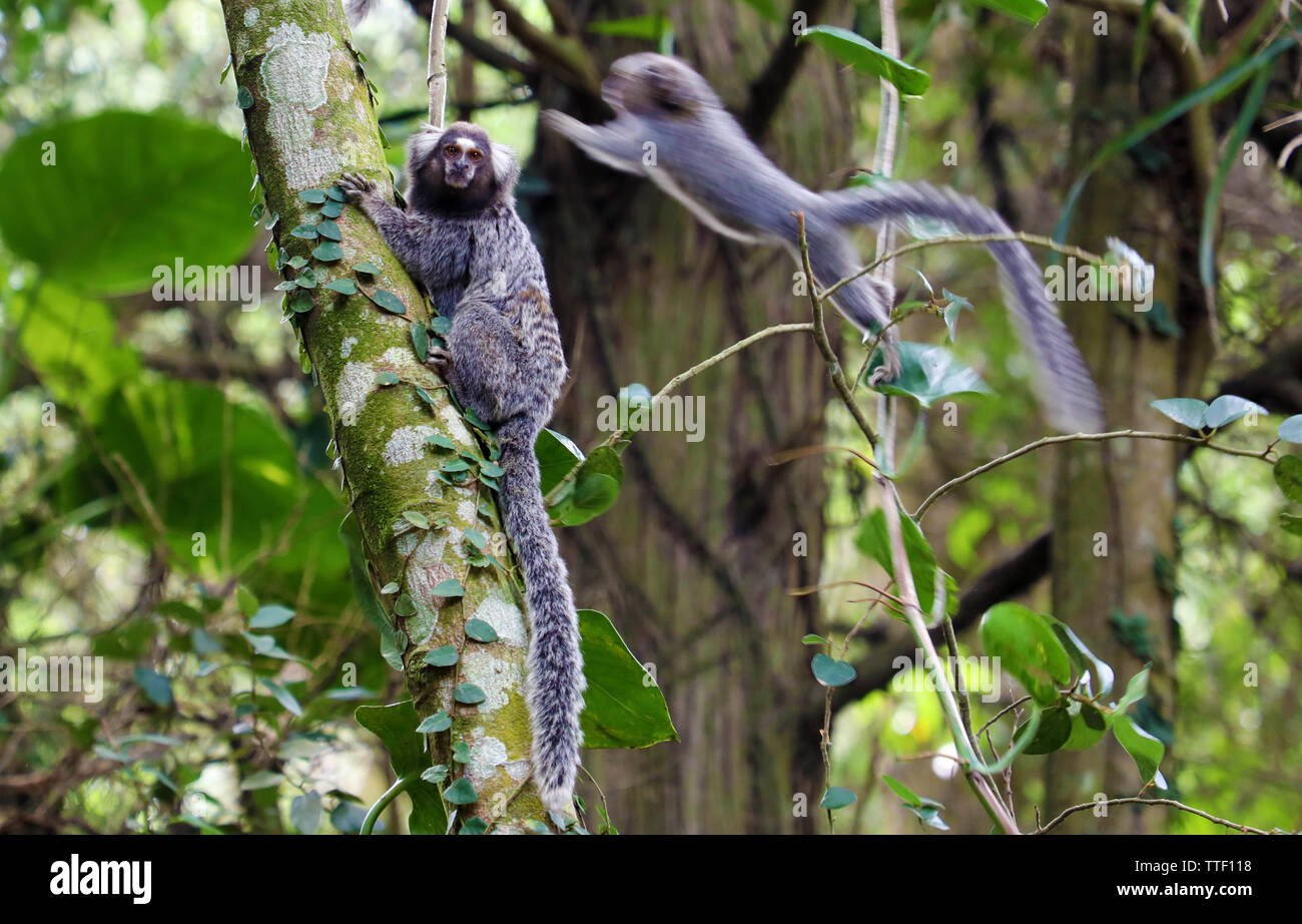 Monkey  São Paulo SP