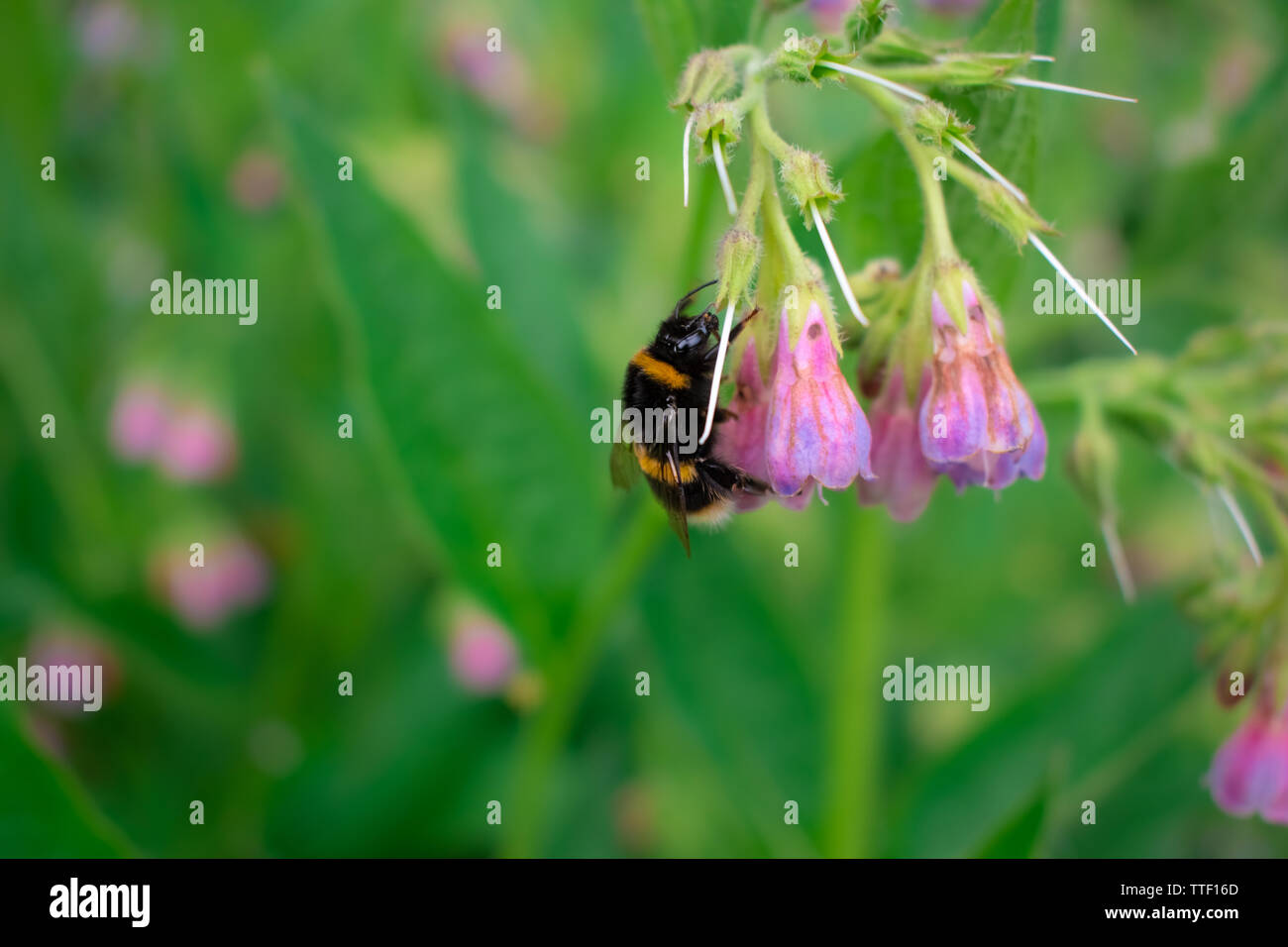A bumble bee gathers nectar from flowers in Spring Stock Photo
