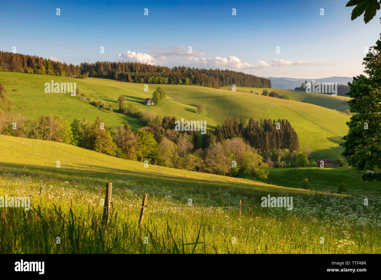 lonely farm house in hilly landscape, St.Märgen, Black Forest, Baden-Wurttemberg, Germany Stock Photo
