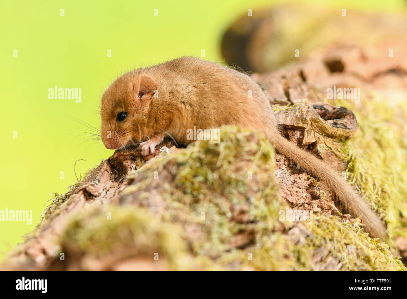 A cute, sweet animal. Hazel dormouse (Muscardinus avellanarius). Bieszczady Mountains. Poland Stock Photo