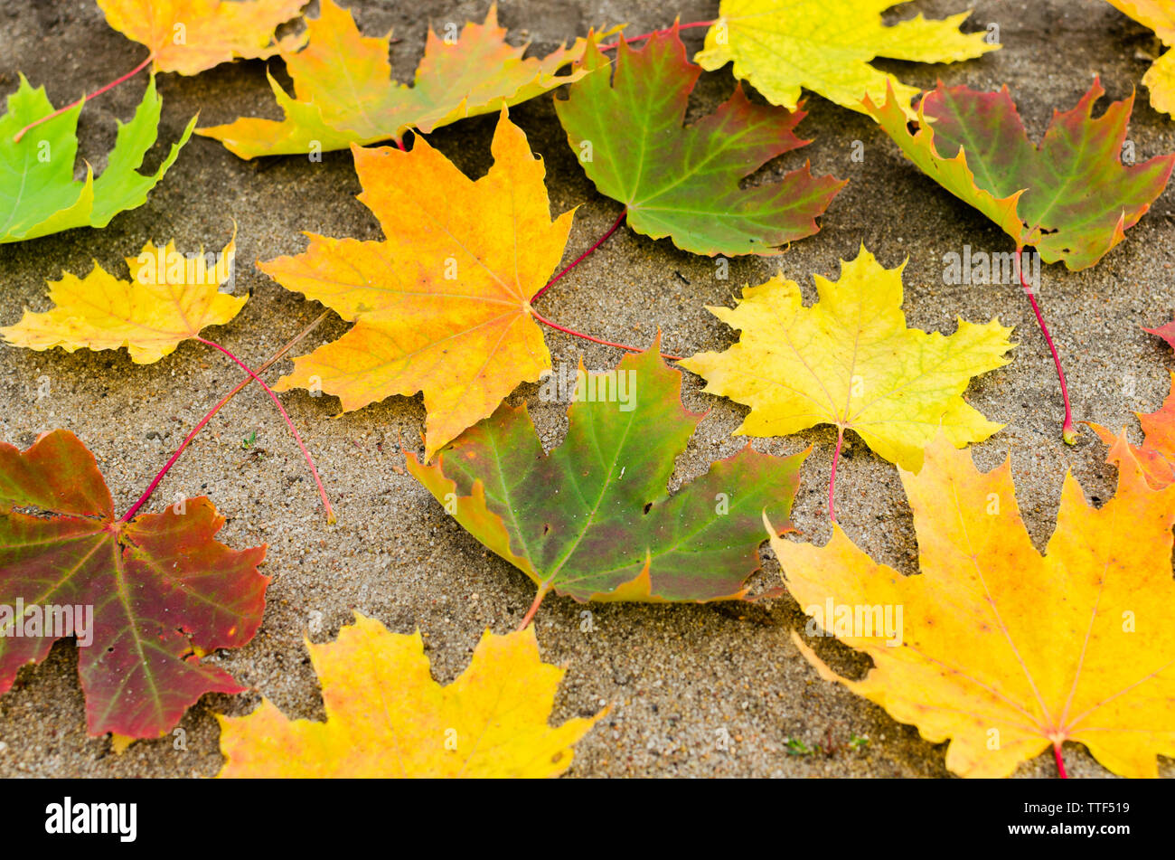 Fallen autumn yellowed maple leaves on the ground Stock Photo - Alamy