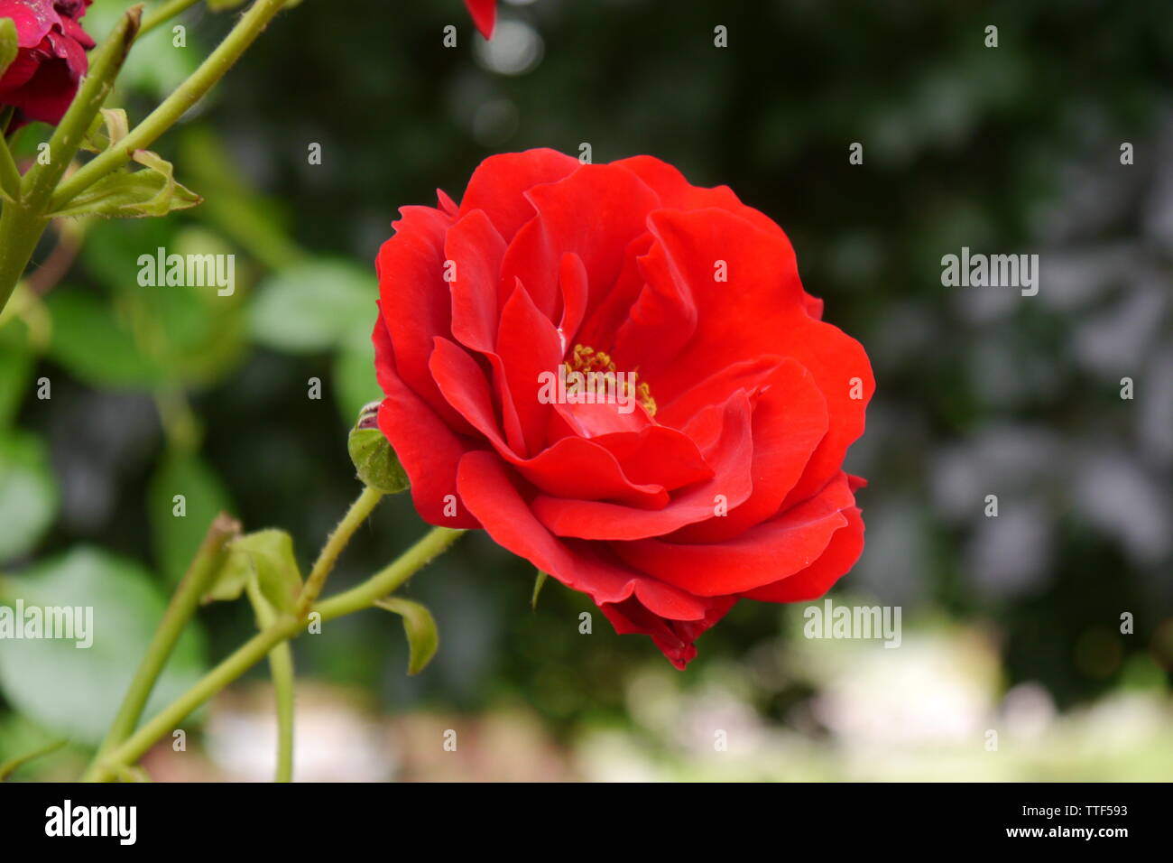 Close up of a beautiful red rose. Stock Photo