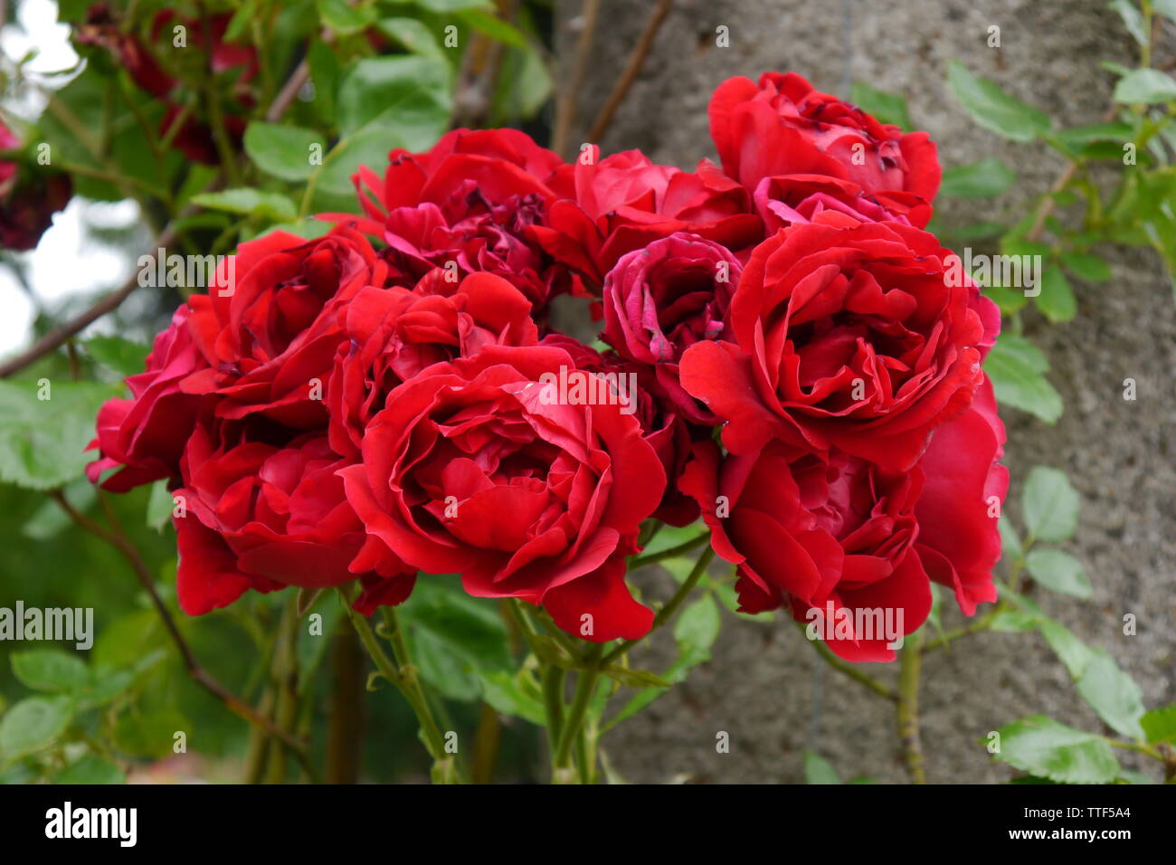 Many red roses hi-res stock photography and images - Alamy