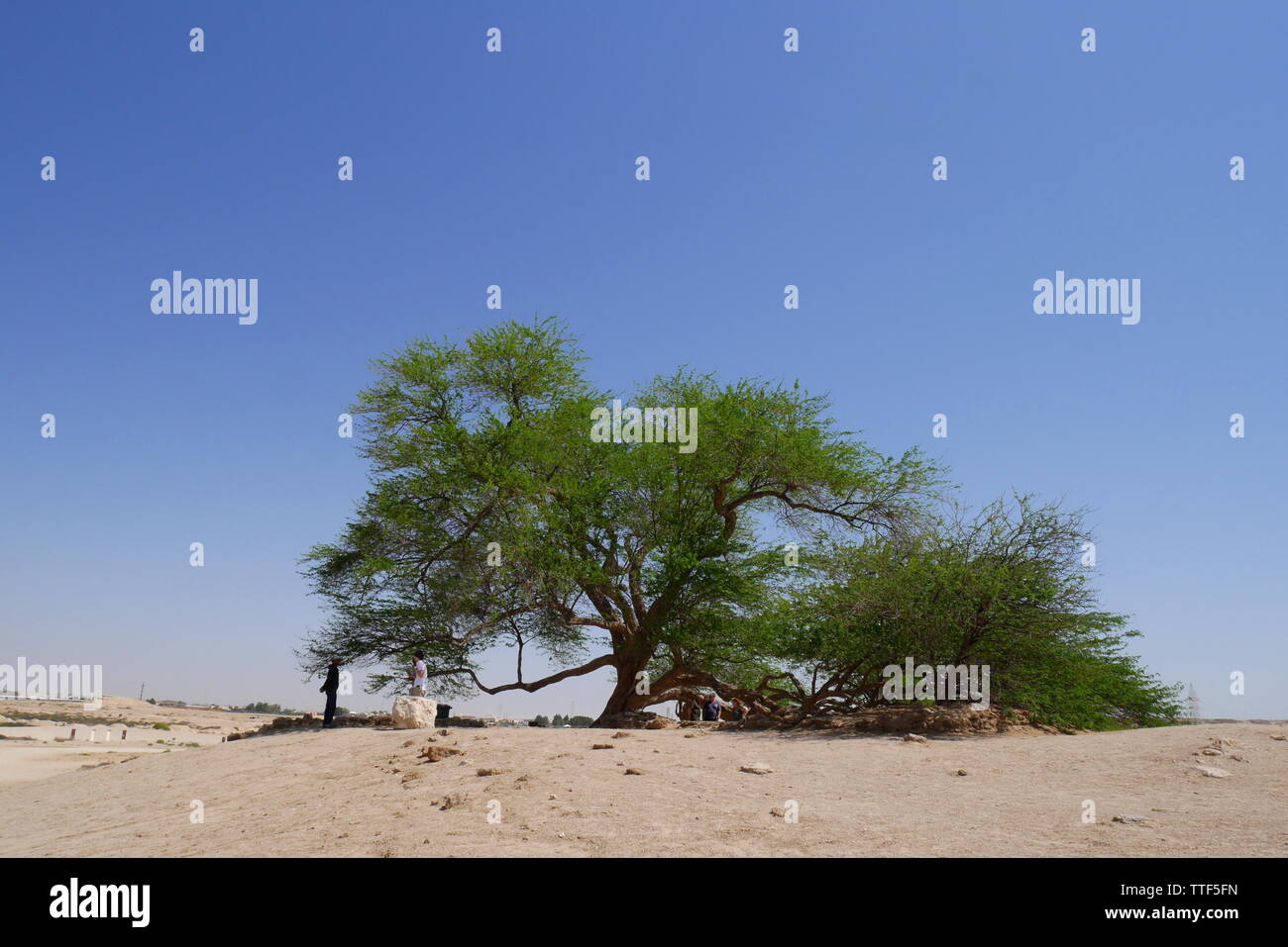 Tree of Life, prosopsis cineraria, Kingdom of Bahrain Stock Photo Alamy