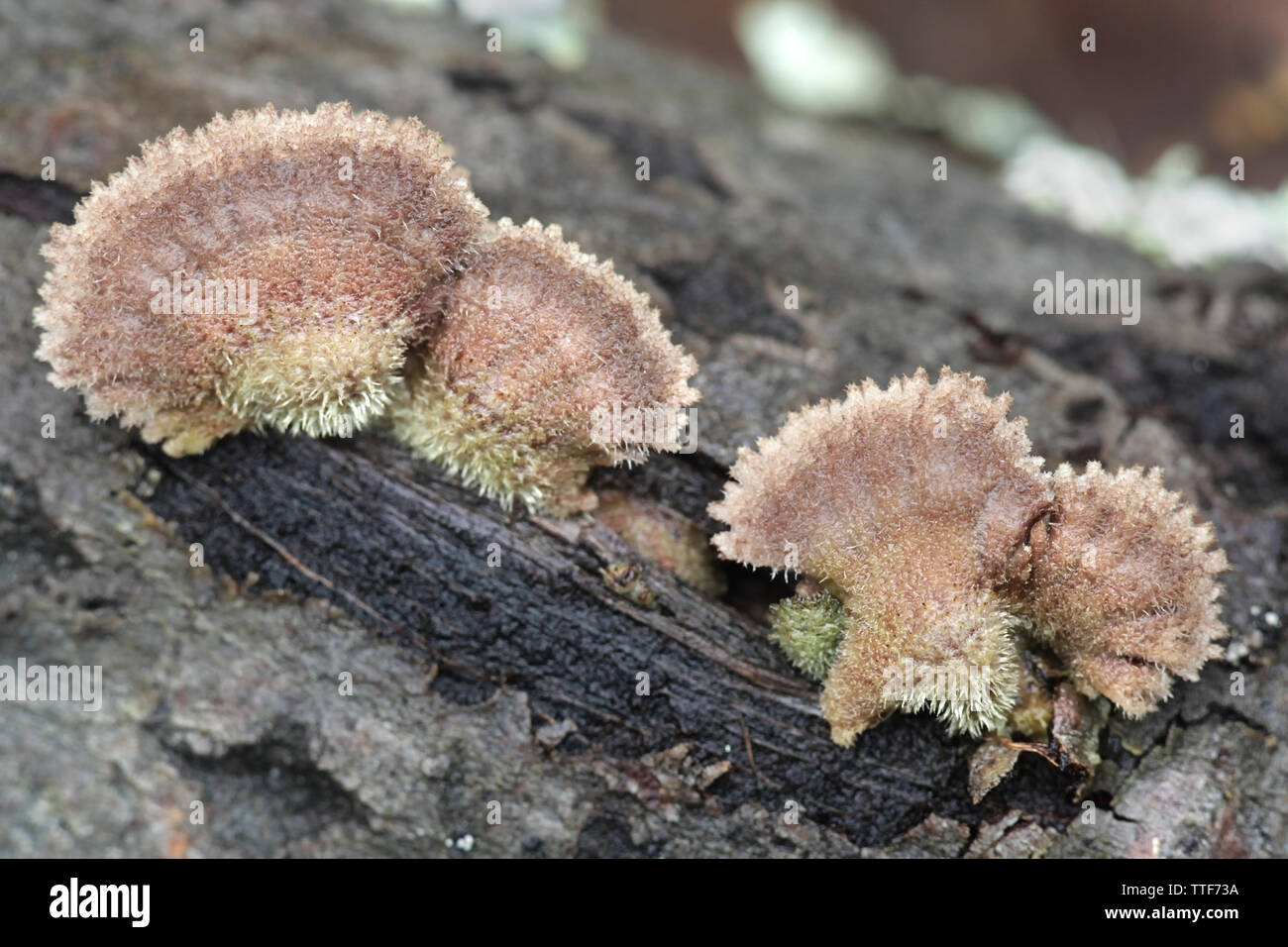 Gillies, Split Gills or Split gill, Schizophyllum commune, is an important medicinal mushroom with antiviral properties Stock Photo