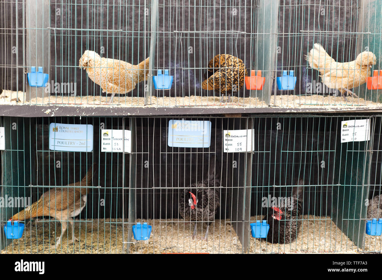 Chickens In Cages Stock Photos Chickens In Cages Stock Images Alamy