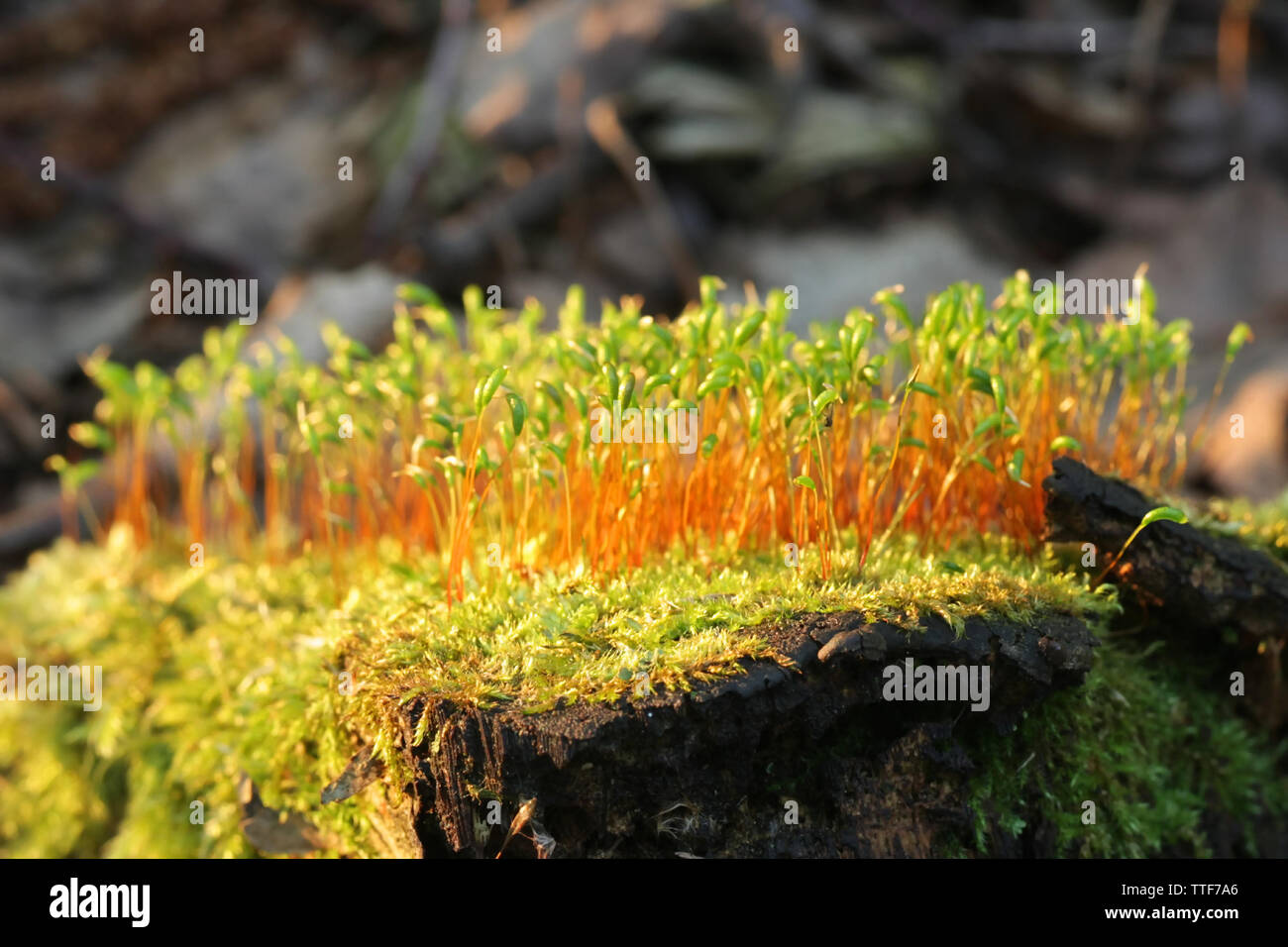 Spore capsules of a Brachythecium moss Stock Photo