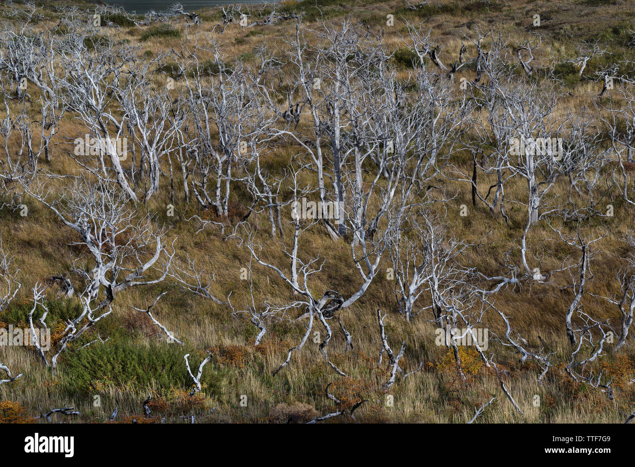 burnt trees, Torres del Paine NP, Chile Stock Photo