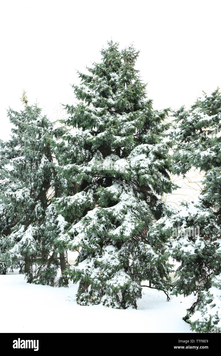 Snowy fir trees in park Stock Photo - Alamy